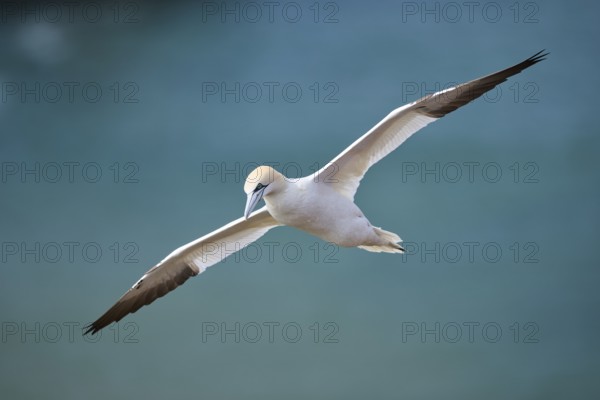 Northern gannet (Morus bassanus) flying over the sea, wildlife, Helgoland, Germany, Europe