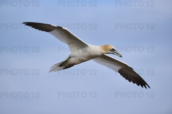 Northern gannet (Morus bassanus) flying in the sky, wildlife, Helgoland, Germany, Europe
