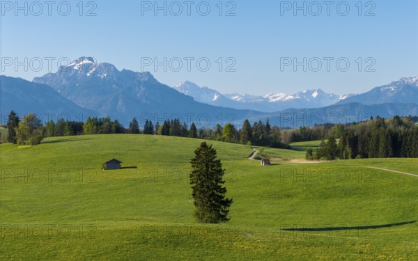 Wide green meadows with huts and a forest in front of the snow-covered Alps, Alps, near Füssen, Ostallgäu, Allgäu, Bavaria, Germany, Europe