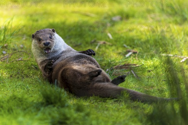 An otter lies on its back on a green meadow and looks playful, European otter (Lutra lutra), Germany, Europe