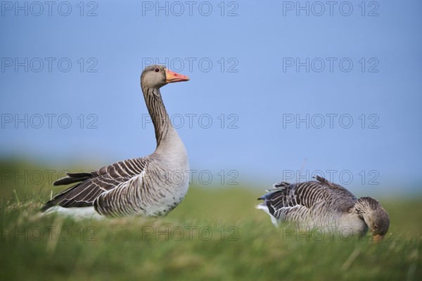 Greylag goose (Anser anser) on a field, wildlife, Helgoland, Germany, Europe