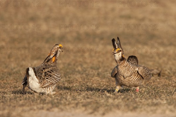 Greater Prairie Chicken (Tympanuchus cupido) male, Wisconsin, USA, North America