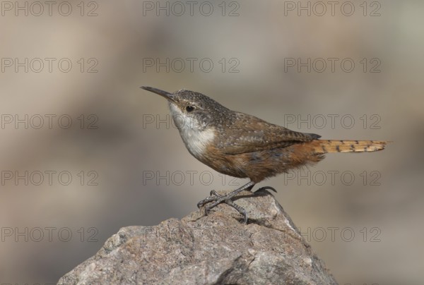 Canyon Wren (Catherpes mexicanus), Arizona, USA, North America