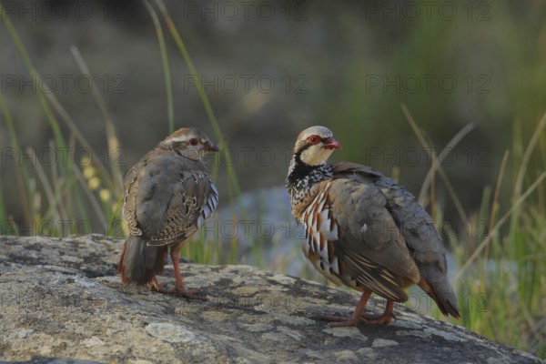 Red-legged Partridge (Alectoris rufa), Andalusia, Spain, Europe