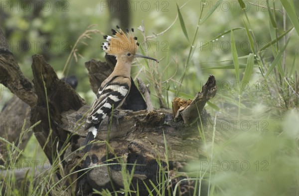 Eurasian Hoopoe (Upupa epops), Burgenland, Austria, Europe
