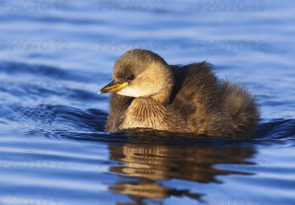 Little Grebe (Tachybaptus ruficollis), Peniche, Portugal, Europe