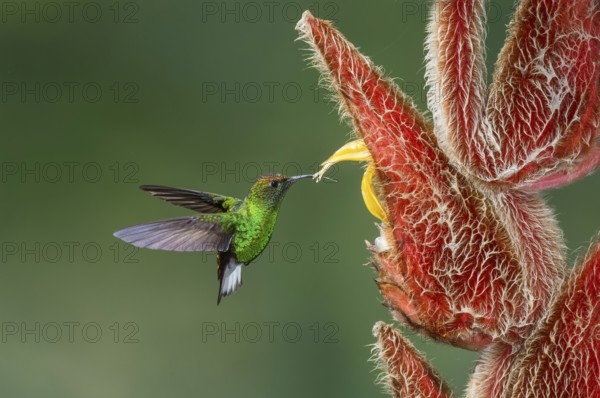 Coppery-headed Emerald (Elvira cupreiceps), Costa Rica, Central America