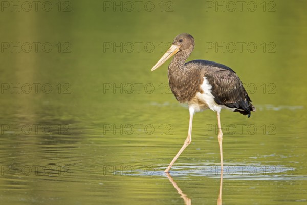 Black Stork (Ciconia nigra) juvenile foraging, Saxony-Anhalt, Germany, Europe