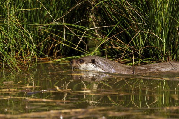 An otter swimming in the water camouflages itself in the reeds, European otter (Lutra lutra), Germany, Europe