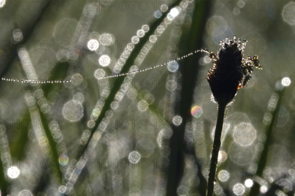 Meadow in spring with dewdrops, Germany, Europe