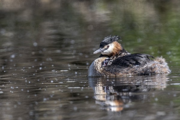 Great Crested Grebe (Podiceps Scalloped ribbonfish) with juveniles, Emsland, Lower Saxony, Germany, Europe