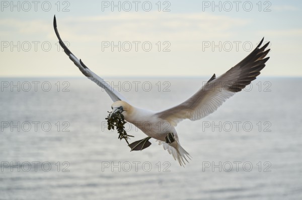 Northern gannet (Morus bassanus) flying over the sea with rivet material in the beak, landing wildlife, Helgoland, Germany, Europe