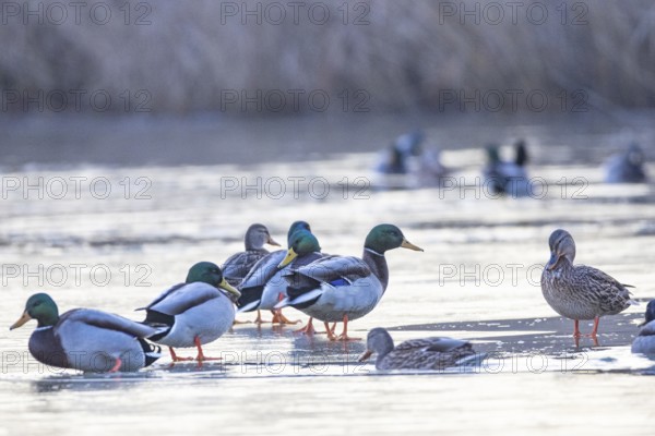 Mallard (Anas platyrhynchos) Germany