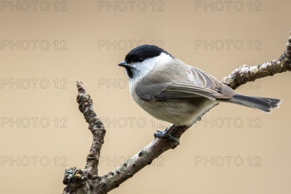 Marsh Tit (Poecile palustris) perched on a branch, Bialowieca National Park, Poland, Europe