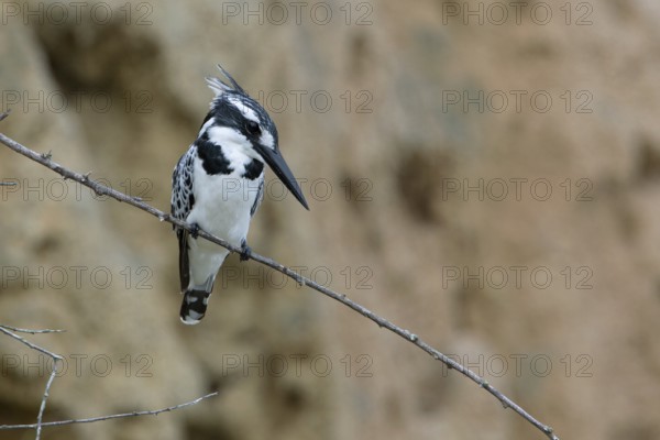 Pied Kingfisher (Ceryle rudis) female perched on a branch, Uganda, Africa