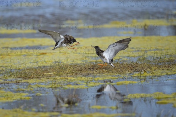Kampfläufer (Philomachus pugnax) Ruff, male