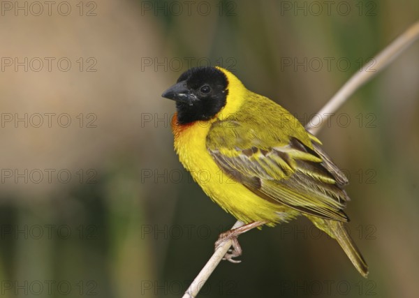 Black-headed Weaver (Ploceus melanocephalus) male, Barroca, Portugal, Europe
