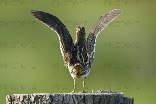 Common Snipe (Gallinago gallinago), Lower Saxony, Germany, Europe