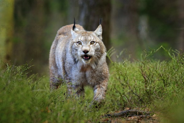 Lynx in green forest. Wildlife scene from nature. Walking Eurasian lynx, animal behaviour in habitat. Wild cat from Germany. Wild Bobcat between the trees. Hunting carnivore in autumn grass