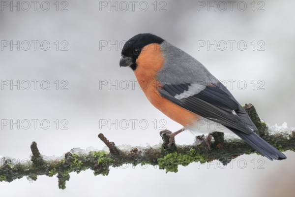 Eurasian Bullfinch (Pyrrhula pyrrhula) male perched on a branch, Lower Saxony, Germany, Europe
