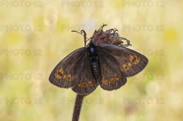 Mandeläugiger Mohrenfalter (Erebia alberganus) zeigt die Flügeloberseite