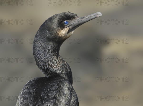 Brandt's Cormorant (Phalacrocorax penicillatus), British Columbia, Canada, North America