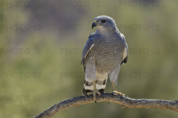 Grey-lined Hawk (Buteo nitidus), Arizona, USA, North America