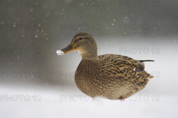 Mallard (Anas platyrhynchos) female, St. Gallen, Switzerland, Europe