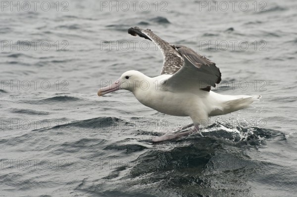 Southern Royal Albatross (Diomedea epomophora), New Zealand, Oceania