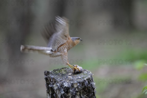 Sperber; lat. Accipiter nisus; Männchen im Alterskleid mit Beute am Beuteübergabeplatz; auf Birkenstumpf; kurz vor dem anfliegenden Weibchen