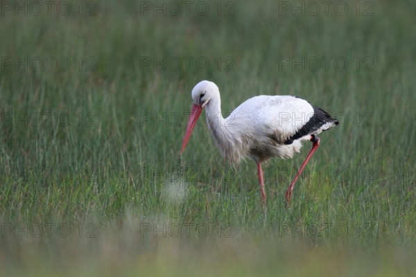White Stork (Ciconia ciconia) foraging, North Rhine-Westphalia, Germany, Europe