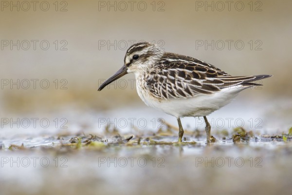 Broad-billed Sandpiper (Calidris falcinellus) foraging, Poland, Europe