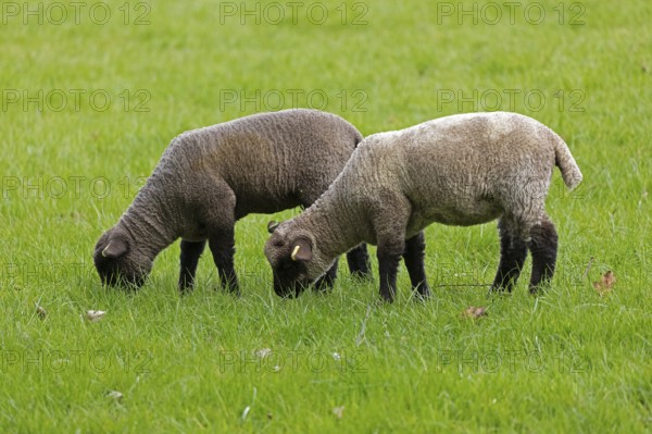 Lambs on pasture, Shottery, Stratford-upon-Avon, Warwickshire, England, Great Britain