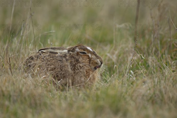 European brown hare (Lepus europaeus) adult animal sleeping in grassland in spring England, United Kingdom, Europe