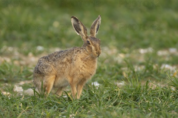 European brown hare (Lepus europaeus) adult animal feeding in a farmland cereal field, England, United Kingdom, Europe