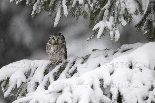 Long-eared owl (Asio otus) in a winter forest, Czech Republic, Europe