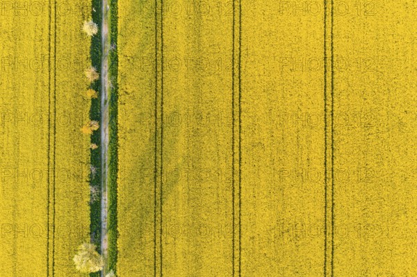 Avenue with blossoming fruit trees between rape fields, vertical aerial view in evening light, Wölkisch, Diera-Zehren, Saxony, Germany, Europe