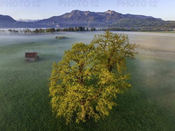 Aerial view, trees, light green leaves, oak, morning light, fog, mountains, sunny, spring, Loisach-Lake Kochel-Moore, foothills of the Alps, Bavaria, Germany, Europe