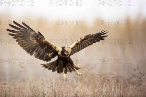 Western Marsh Harrier (Circus aeruginosus) female flying, Castile-La Mancha, Spain, Europe