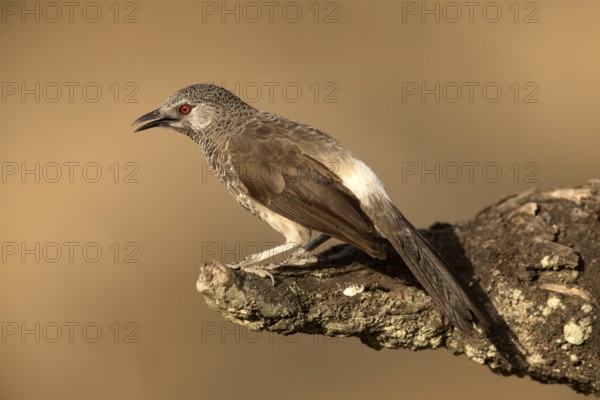 White-rumped Babbler (Turdoides leucopygia), Lake Langano, Ethiopia, Africa