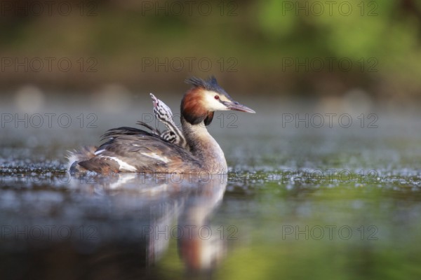Great Crested Grebe (Podiceps cristatus) with chick, North Rhine-Westphalia, Germany, Europe