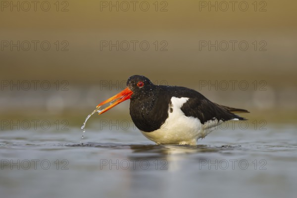 Eurasian Oystercatcher (Haematopus ostralegus) female drinking, North Rhine-Westphalia, Germany, Europe