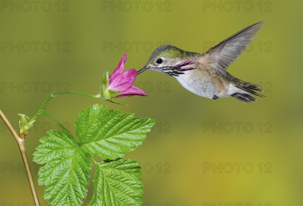 Calliope Hummingbird Male (Selasphorus calliope) - Victoria BC, Canada, North America