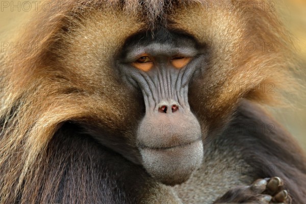 Gelada Baboon with open muzzle with tooths. Portrait of monkey from African mountain. Simien mountain with gelada monkey. Big monkey gelada from Ethiopia. Detail portrait of monkey. Wild Africa