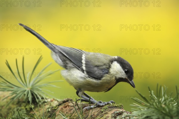 Great Tit (Parus major) juvenile, Lower Saxony, Germany, Europe