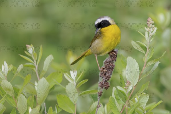 Common Yellowthroat (Geothlypis trichas) perched on a branch in Victoria, BC, Canada, North America