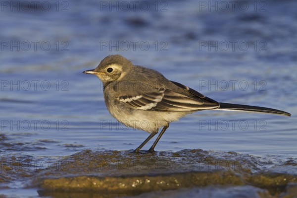 White Wagtail (Motacilla alba), Oman, Asia