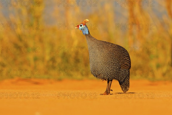 Helmeted guineafowl, Numida meleagris, bird on gravel road. Wildlife scene from African nature, Kruger NP, South Africa, wildlife Africa. Beautiful bird in the orange evening light, Africa