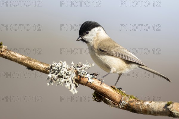 Marsh Tit (Poecile palustris), Castile-Leon, Spain, Europe