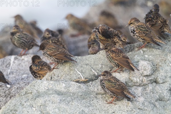 Common Starling - Star - Sturnus vulgaris ssp. vulgaris, Germany, Europe